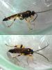 Ichneumon xanthorius